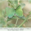 callophrys chalybeitincta copula daghestan1